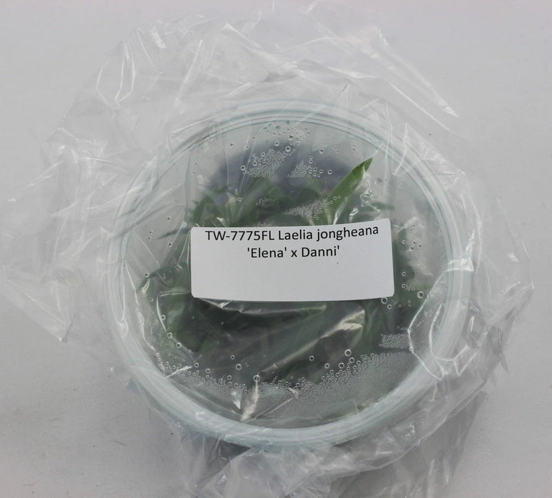 Orchid tissue culture flask with green plantlets in clear protective packaging