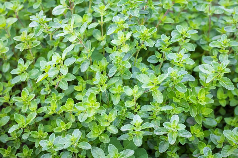 1000 Common GARDEN THYME English, German, French, or Winter Thymus Vulgaris Herb Garden Plants