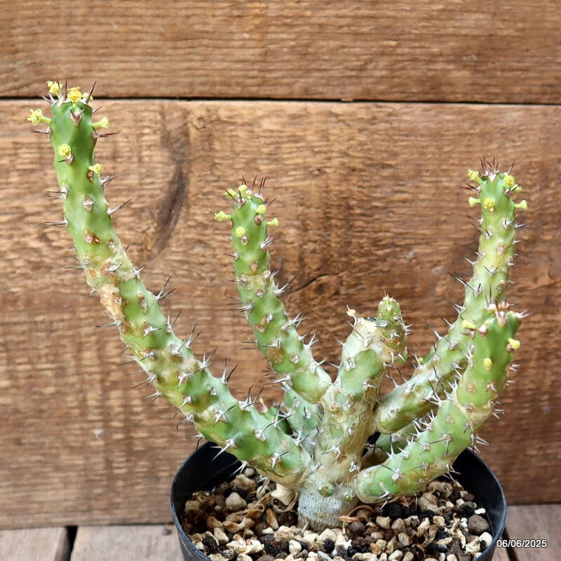 D4524 EUPHORBIA TRAPIFOLIA pot14-H21-W19 cm MaMa Cactus Green Plant