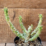 D4524 EUPHORBIA TRAPIFOLIA pot14-H21-W19 cm MaMa Cactus Green Plant