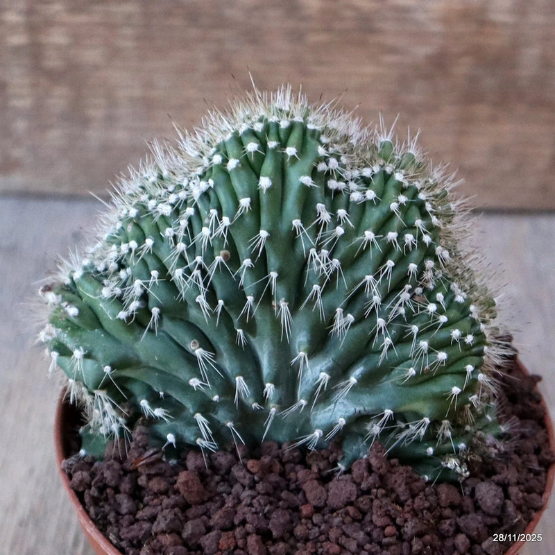 D7579 NEOBUXBAUMIA EUPHORBIOIDES CRESTED pot10-H8-W9 cm MaMa Cactus Green Plant