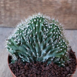 D7579 NEOBUXBAUMIA EUPHORBIOIDES CRESTED pot10-H8-W9 cm MaMa Cactus Green Plant