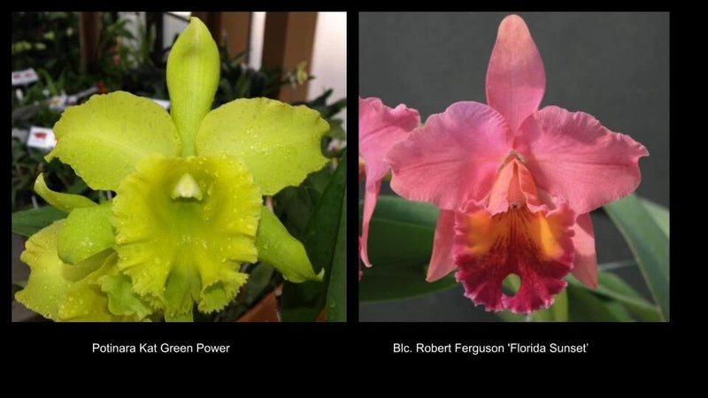 Green orchid flower with ruffled petals and bright yellow center