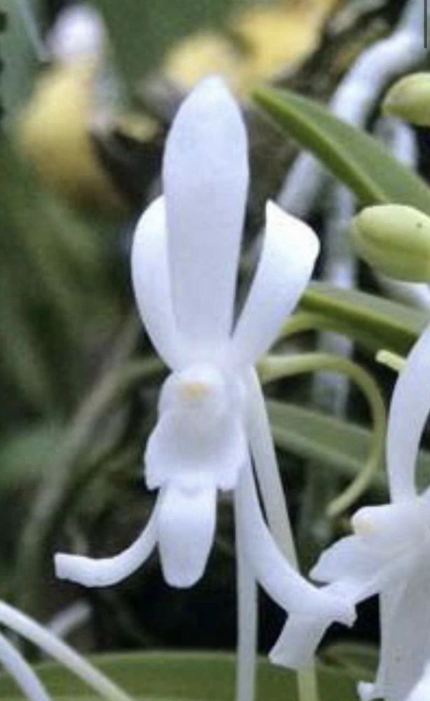 White miniature orchid flower with narrow petals and spurs