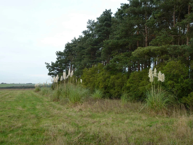 Photo 6x4 Not normal for Norfolk Pampas grass next to a small plantation  c2011 Pampas Grass