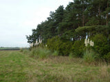Photo 6x4 Not normal for Norfolk Pampas grass next to a small plantation  c2011 Pampas Grass