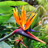 BIG 10in Organic USA Bird of Paradise Orange Flower Strelitzia Live Plant Flowering Plants