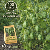 100 Mexican Sour Gherkin Seeds Cucamelon Vine Garden Easy Grow Garden Plants