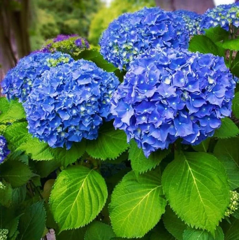 Live Nikko Blue Hydrangea Plant Ð 2.5" Pot Ð Flowering Garden & Patio Shrub Hydrangea