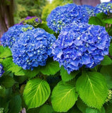 Live Nikko Blue Hydrangea Plant Ð 2.5" Pot Ð Flowering Garden & Patio Shrub Hydrangea