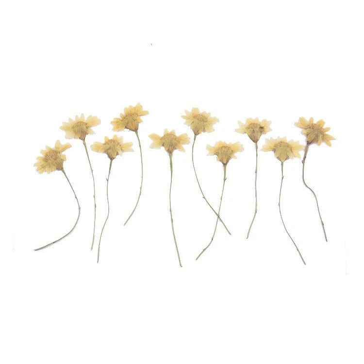 Set of 10 pressed dried yellow flowers with thin stems for crafts and art