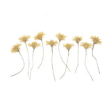 10PCS Real Pressed Dry flower, yellow flower with stem for art, craft FCD32 Dried Flower
