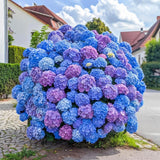 300+ Hydrangea Seeds Bulk Pack - Mixed Color Variety (Pink/Blue/Purple/White) Hydrangea
