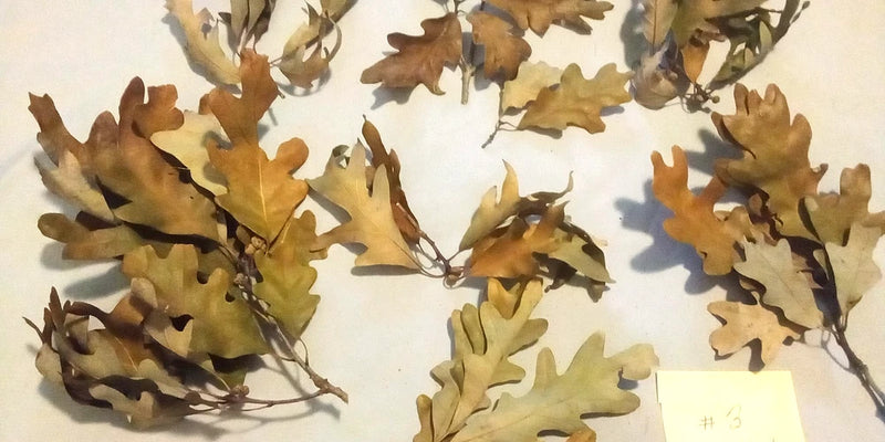 Oak Tree Leaves 39 Green Brown Branches Floral Crafts Wreaths Flattened Dried Flower
