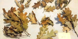 Oak Tree Leaves 39 Green Brown Branches Floral Crafts Wreaths Flattened Dried Flower