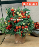 50+ Seeds Little Napoli F1 Micro Dwarf Tomato Vegetable Garden Planting Tomatoes Garden Plants