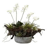 Pemberly Row Orchid & Succulent Garden with Driftwood & Decorative Vase Green Plant