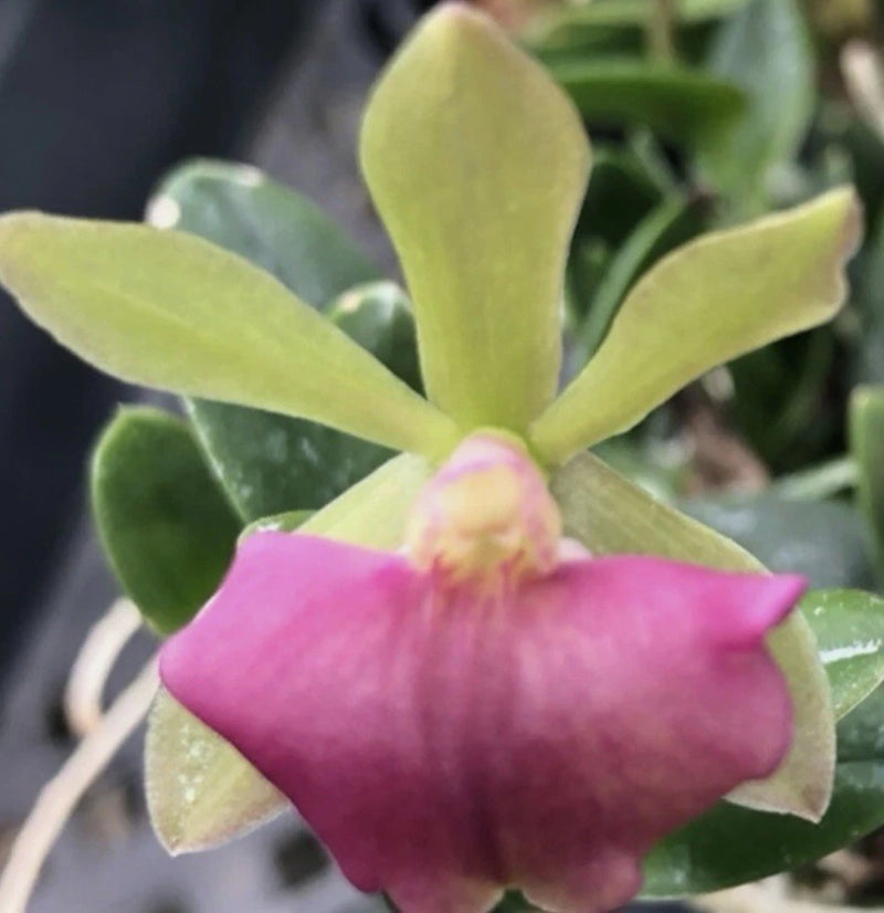Mini orchid flower with pink blooms and green leaves