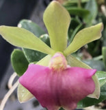 Rhyncatdendrum Pixie Valley'Piccolina' BM/JOGA Bloom size mini Orchids