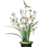Orchid Plant ____ Live Cymbidium ensifolium-Gao Shan Chun Se-Bare Foot Shipping Orchids