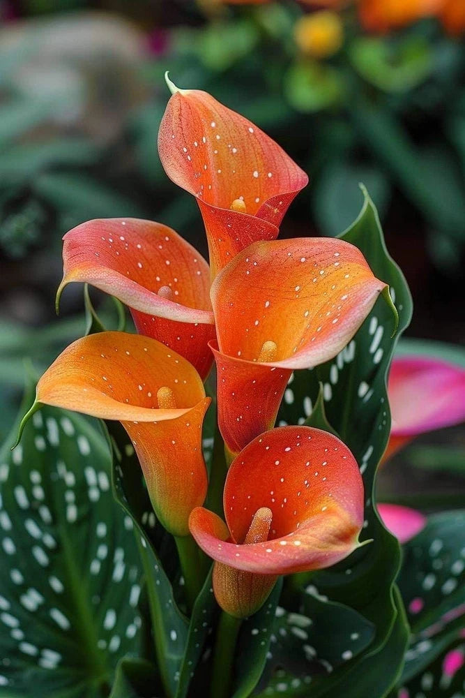 Orange calla lily flowers with dotted petals and green leaves