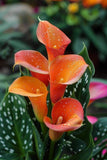 Calla lily Holland Imported Flower Bulbs For Home and Gardening 1 (ORANGE) Lily
