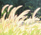 FOUNTAIN GRASS Pennisetum Alopecuroides - 50 Bulk Seeds Pampas Grass