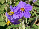 Solanum Virginianum 25 Seeds, Small Shrub Surattense Medicinal Nightshade Flowering Plants