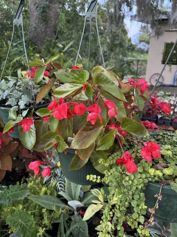 Hanging planter with red-pink blossoms and green begonia leaves