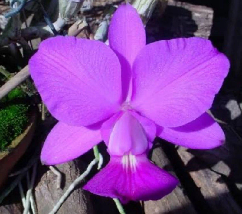Purple Cattleya orchid flower with five broad petals and a central column