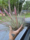 (2) Large Tillandsia Bartramii Air Plant Bromeliad Rare  Florida. Green Plant