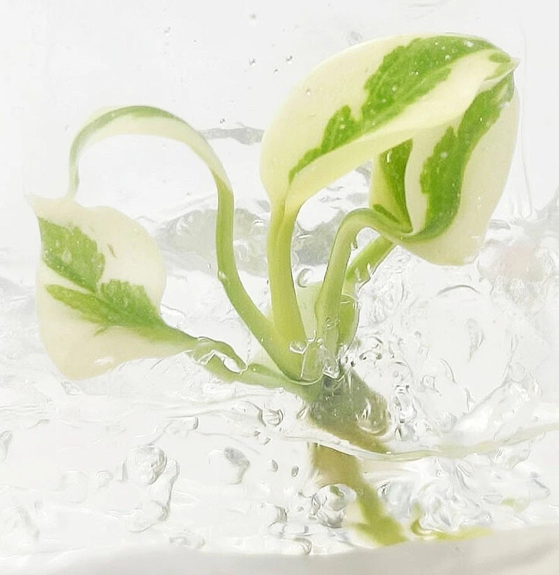 Monstera Deliciosa 'White Lava Ghost' Tissue Culture Plantlet Rare Houseplant Green Plant