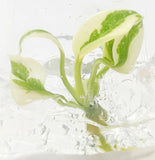 Monstera Deliciosa 'White Lava Ghost' Tissue Culture Plantlet Rare Houseplant Green Plant