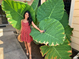 2-Pack Giant Elephant Ear Colocasia Bulbs - Tropical Plant for Lush Garden Grow Garden Plants