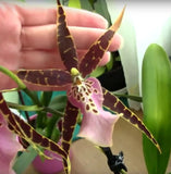 O15 - 3 Live Oncidium Orchids all Premium + Easy Watering Pots Orchids