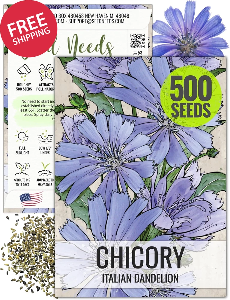 Chicory Seeds for Planting Heirloom Open Pollinated Wildflower Non-GMO Garden Garden Plants