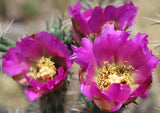 Opuntia Winter Hardy Shrub Cactus Beautiful Lavender Purple Blossoms Flowering Plants