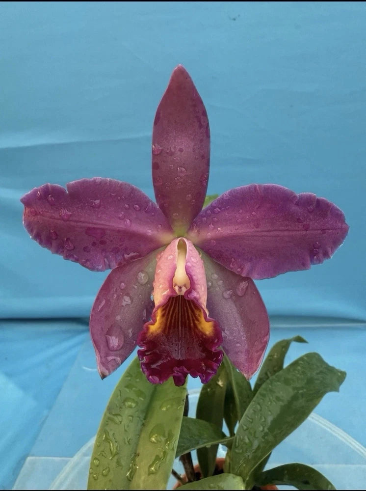 Purple orchid bloom in a pot with green leaves, close-up view