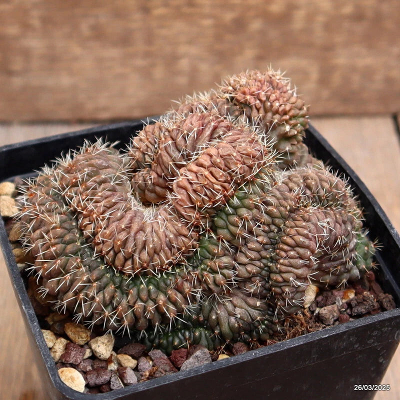 Spiny Gymnocalycium cactus plant in black pot with gravel, green and brown