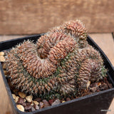 A4367 GYMNOCALYCIUM BALDIANUM CRESTED pot10-H7-W11 cm MaMa Cactus Green Plant