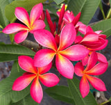 1 Fresh cut Pink yellow Flower Hawaii Plumeria tree plant cutting stub 6" - 8" Orchids