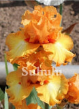 20 SEEDS for Yellow/Orange IRIS rare flower exotic bloom garden plant USA Seller Garden Plants