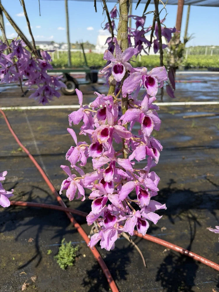 Dendrobium Orchid Flowering Plant Purple Blooms Flower Spike Indoor Outdoor Orchids