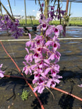Dendrobium Orchid Flowering Plant Purple Blooms Flower Spike Indoor Outdoor Orchids