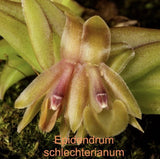 Mounted Epidendrum schlechterianum orchid bloom with green and pink blossoms