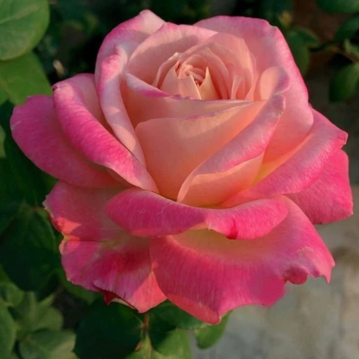 Pink and peach hybrid tea rose bloom on a leafy plant