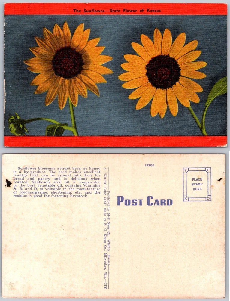 Vintage Kansas sunflower postcard, front shows two yellow sunflowers; back shows 'Post Card'.