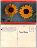 Sunflower State Flower Kansas Postcard Sunflower