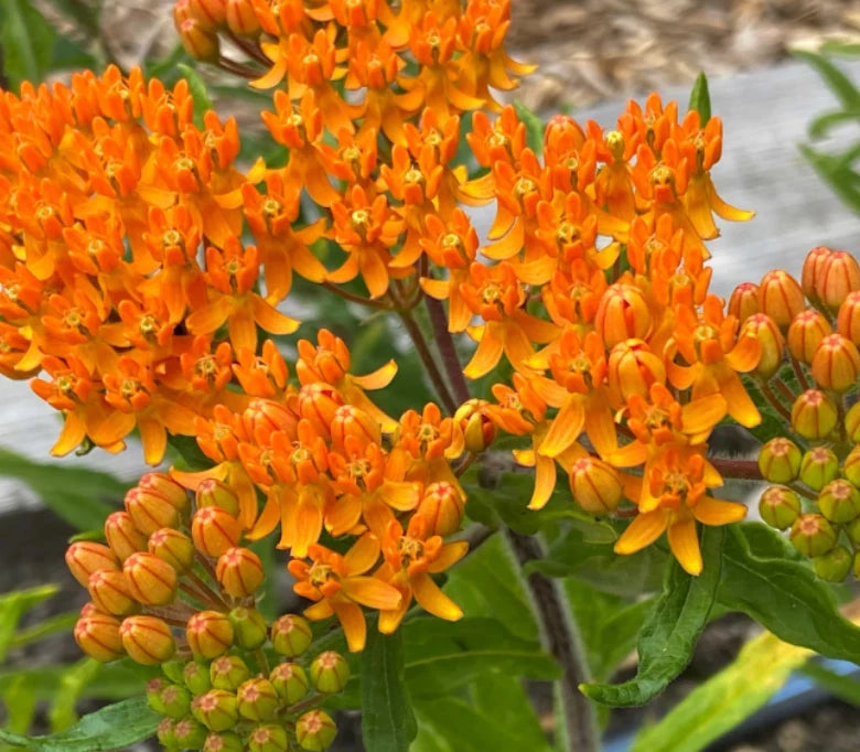 Orange milkweed flowers with rounded bud clusters and green leaves