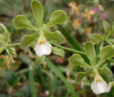 Orchid live Encyclia alboxanthina  -  bare root Orchids